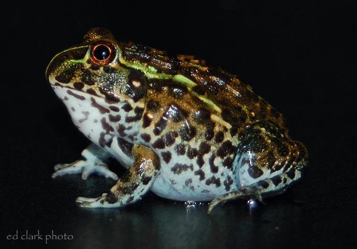 Pyxicephalus adspersus 00.jpg